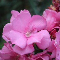 Nerium oleander L.